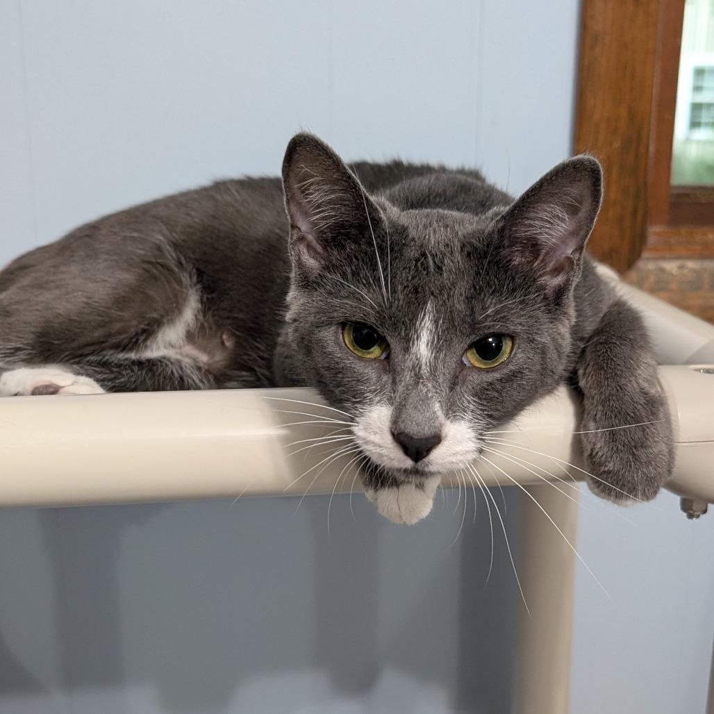 Enlarge Milkshake, a Adoptable Domestic Short Hair in McKean, PA image 2/6