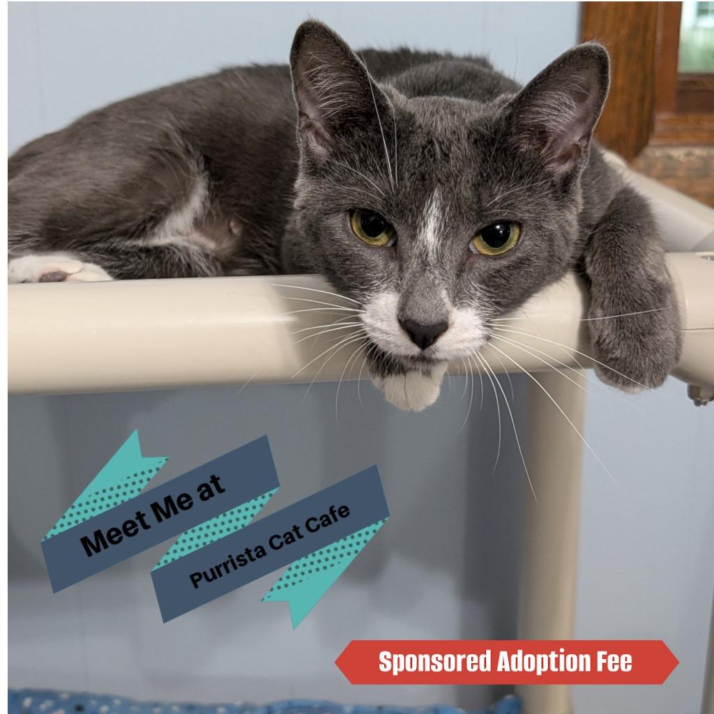 Enlarge Milkshake, a Adoptable Domestic Short Hair in McKean, PA image 4/6