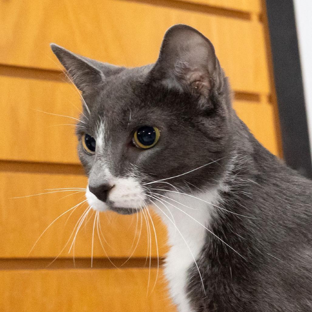 Enlarge Milkshake, a Adoptable Domestic Short Hair in McKean, PA image 5/6