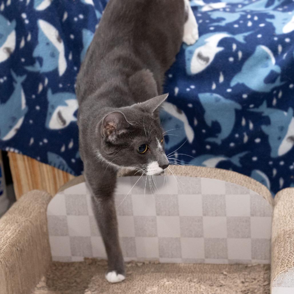 Enlarge Milkshake, a Adoptable Domestic Short Hair in McKean, PA image 6/6