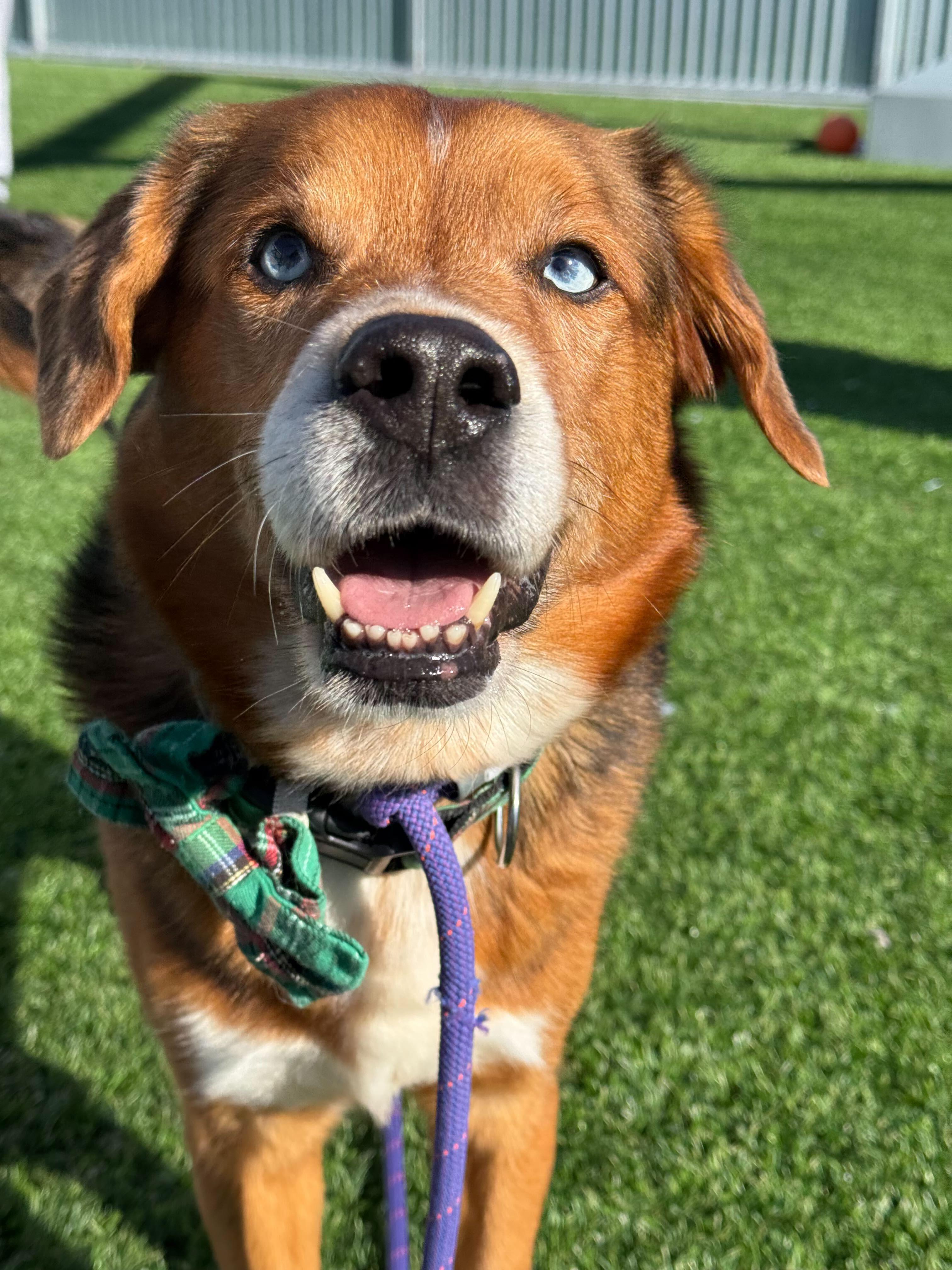 J'Barkus, a ADOPTABLE mixed breed in Queenstown, MD image 3/4