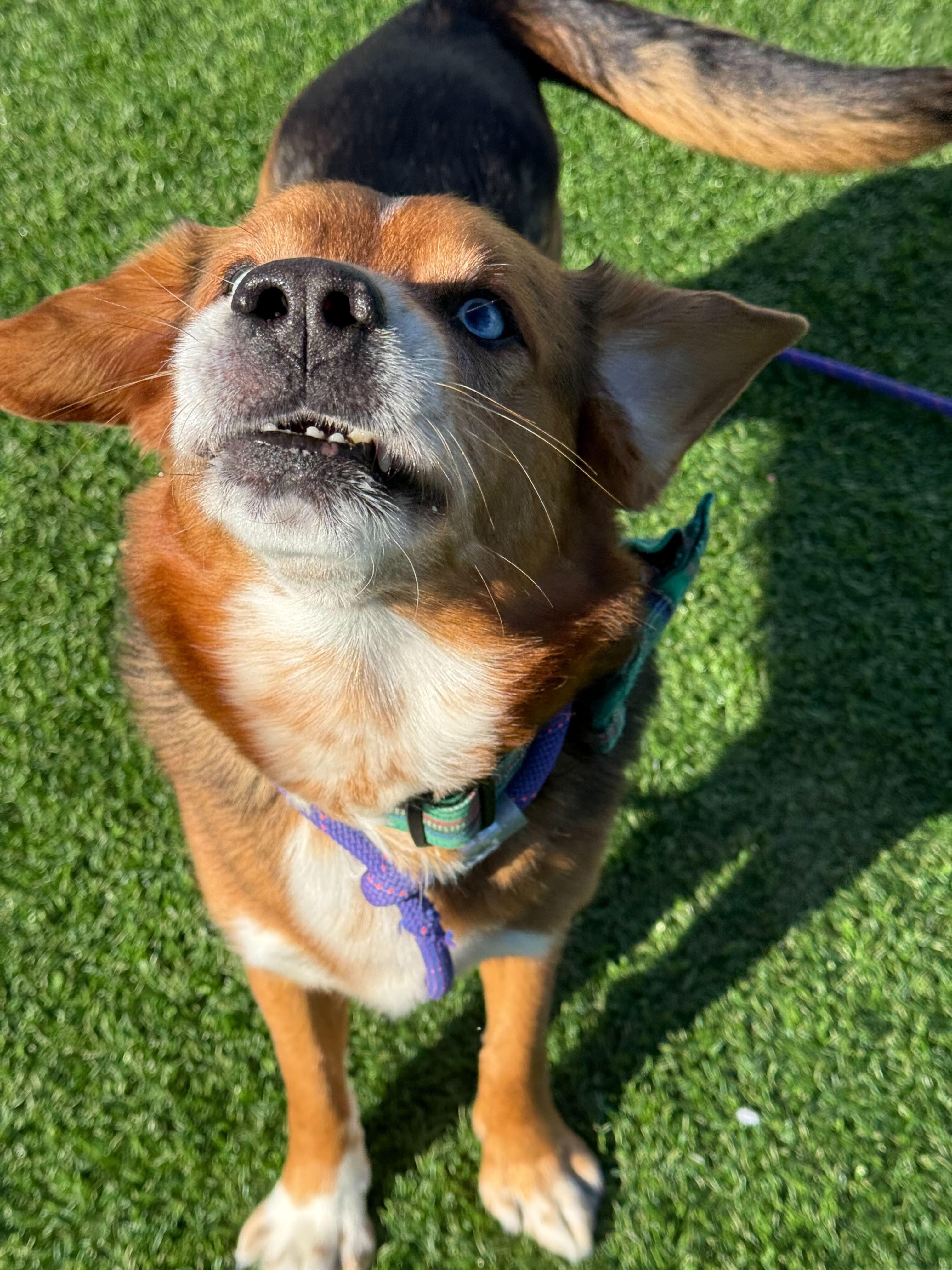 J'Barkus, a ADOPTABLE mixed breed in Queenstown, MD image 4/4
