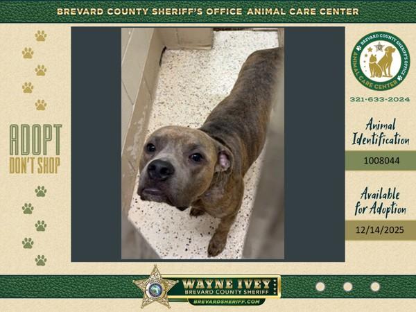 Enlarge Xeno, a Adoptable mixed breed in Melbourne, FL image 1/1