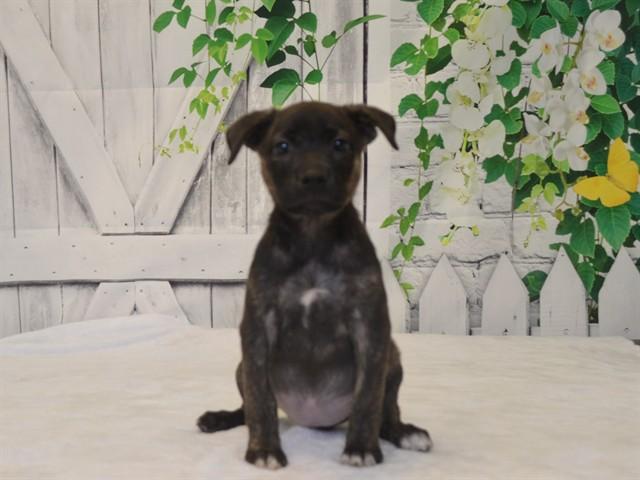Enlarge SARAH, a Adoptable mixed breed in Oroville, CA image 1/1
