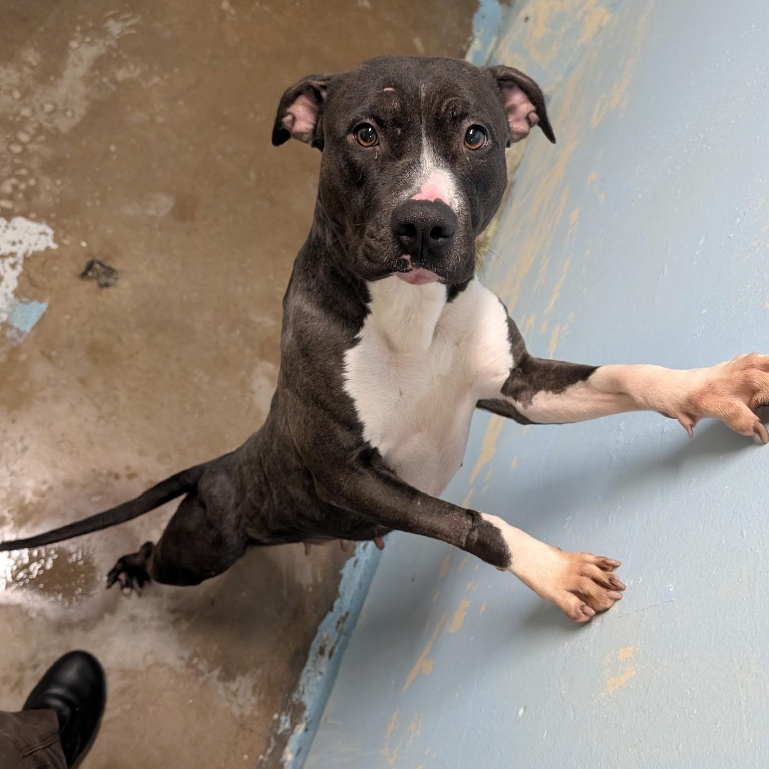 4140 Teresa, Adoptable, Young Female Pit Bull Terrier.