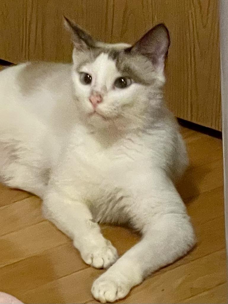 Snowbell, Adoptable, Young Female Siamese & Domestic Short Hair.