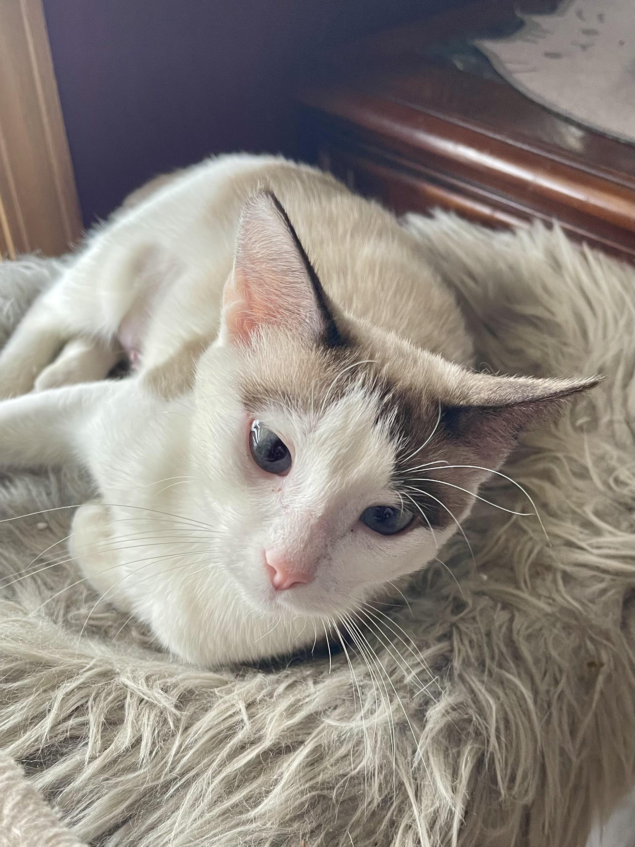 Snowbell thumbnail 2