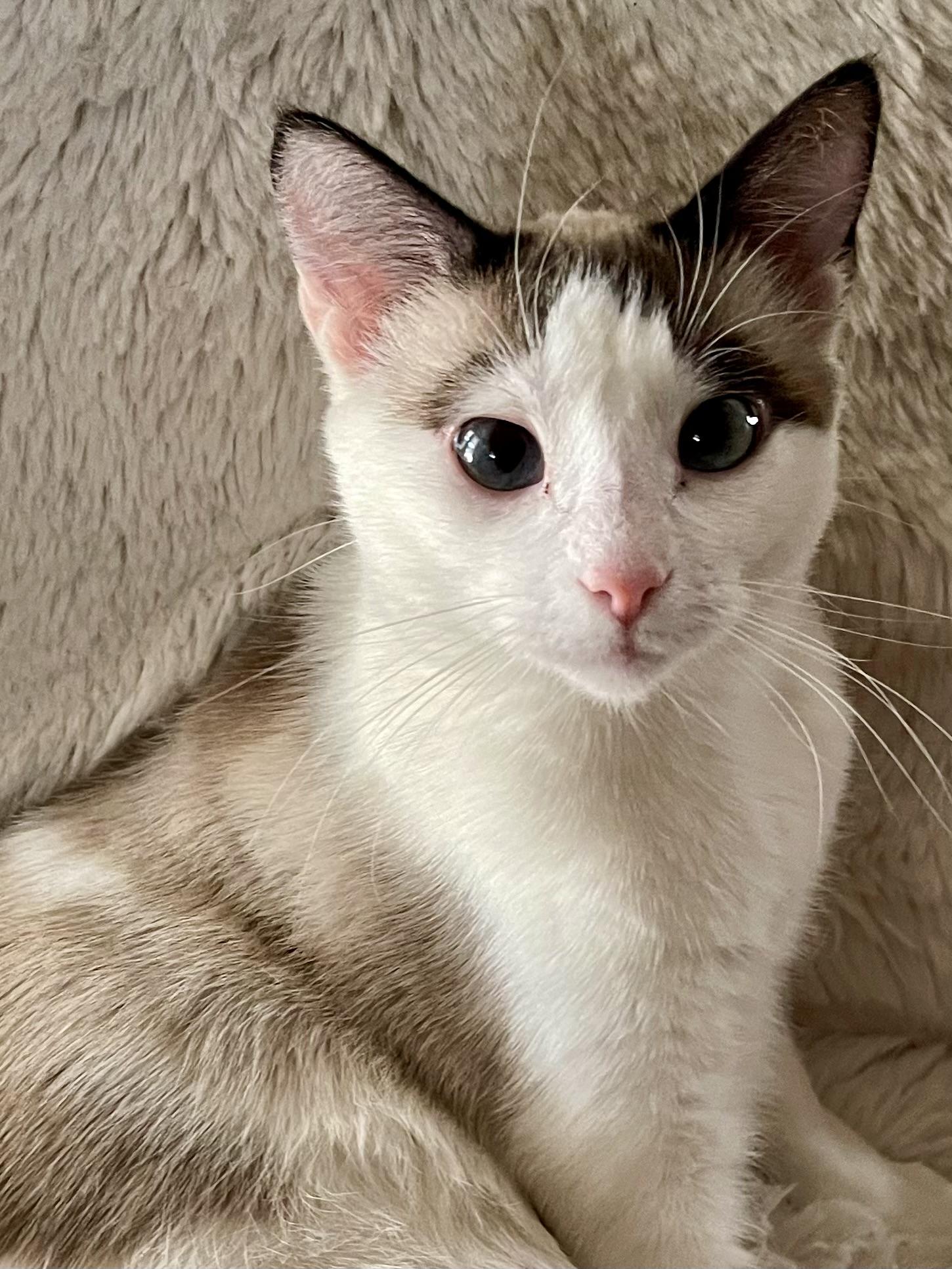 Snowbell, Adoptable, Young Female Siamese & Domestic Short Hair.