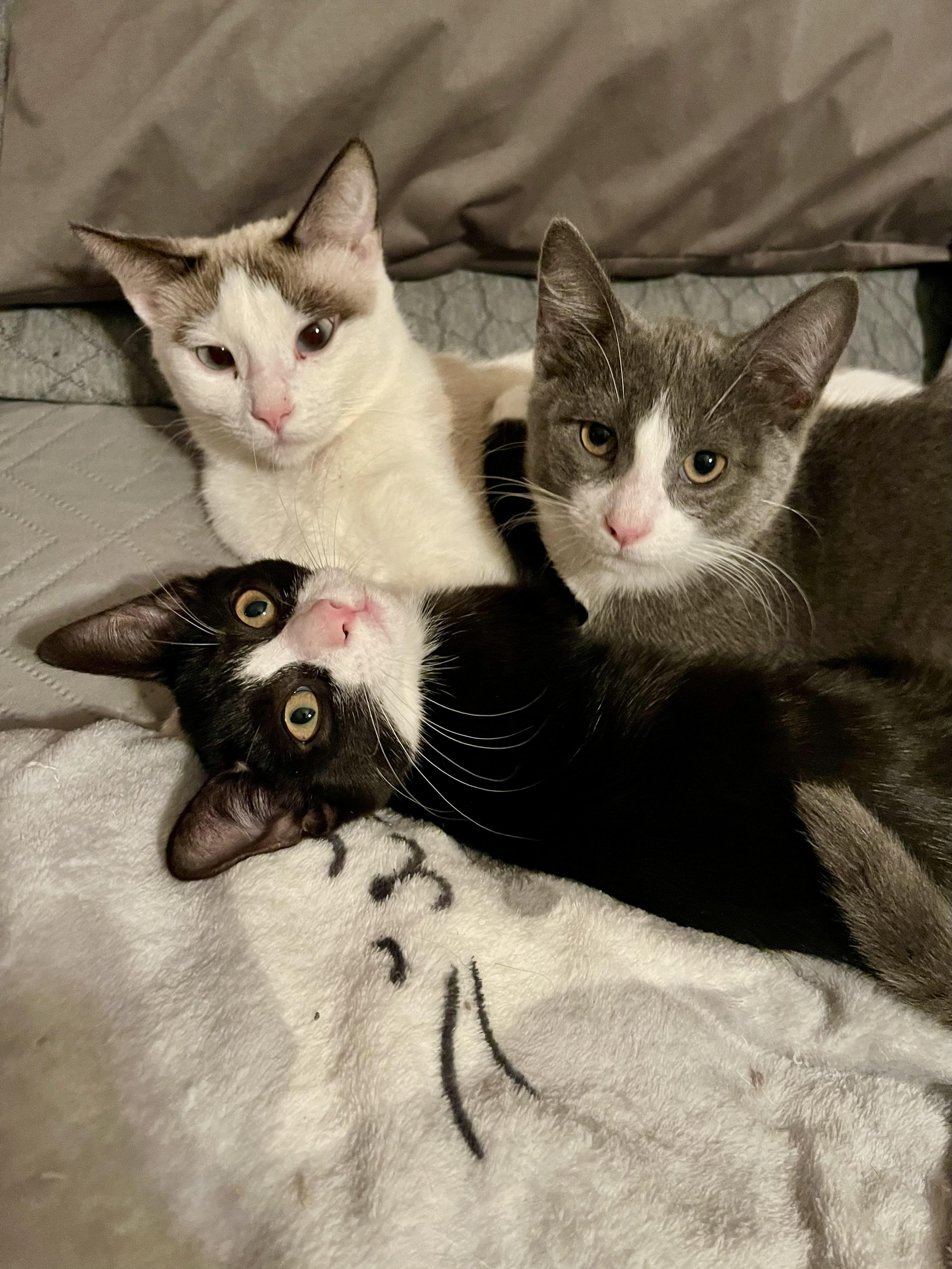 Snowbell thumbnail 3