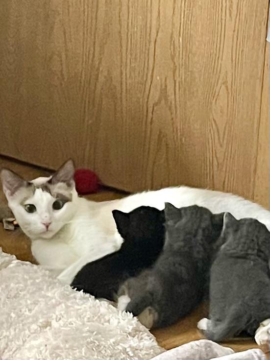 Enlarge Snowbell, a Adoptable mixed breed in Belvidere, IL image 5/5