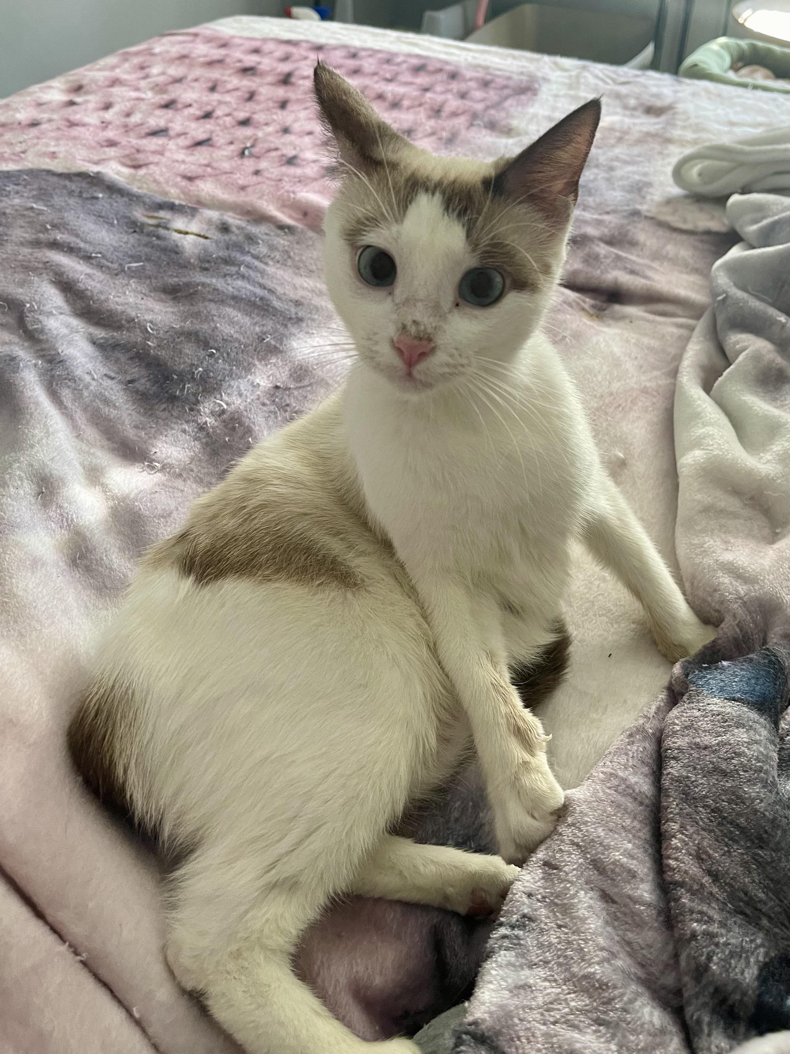 Enlarge Snowbell, a Adoptable mixed breed in Belvidere, IL image 2/5