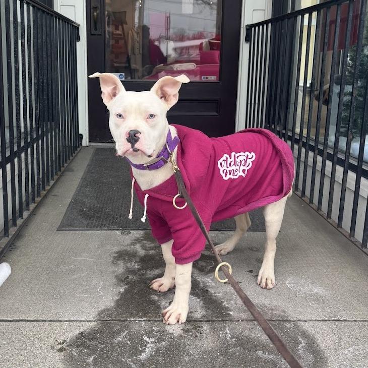 Enlarge Tiny Dancer, a Adoptable Mixed Breed in Bangall, NY image 2/5