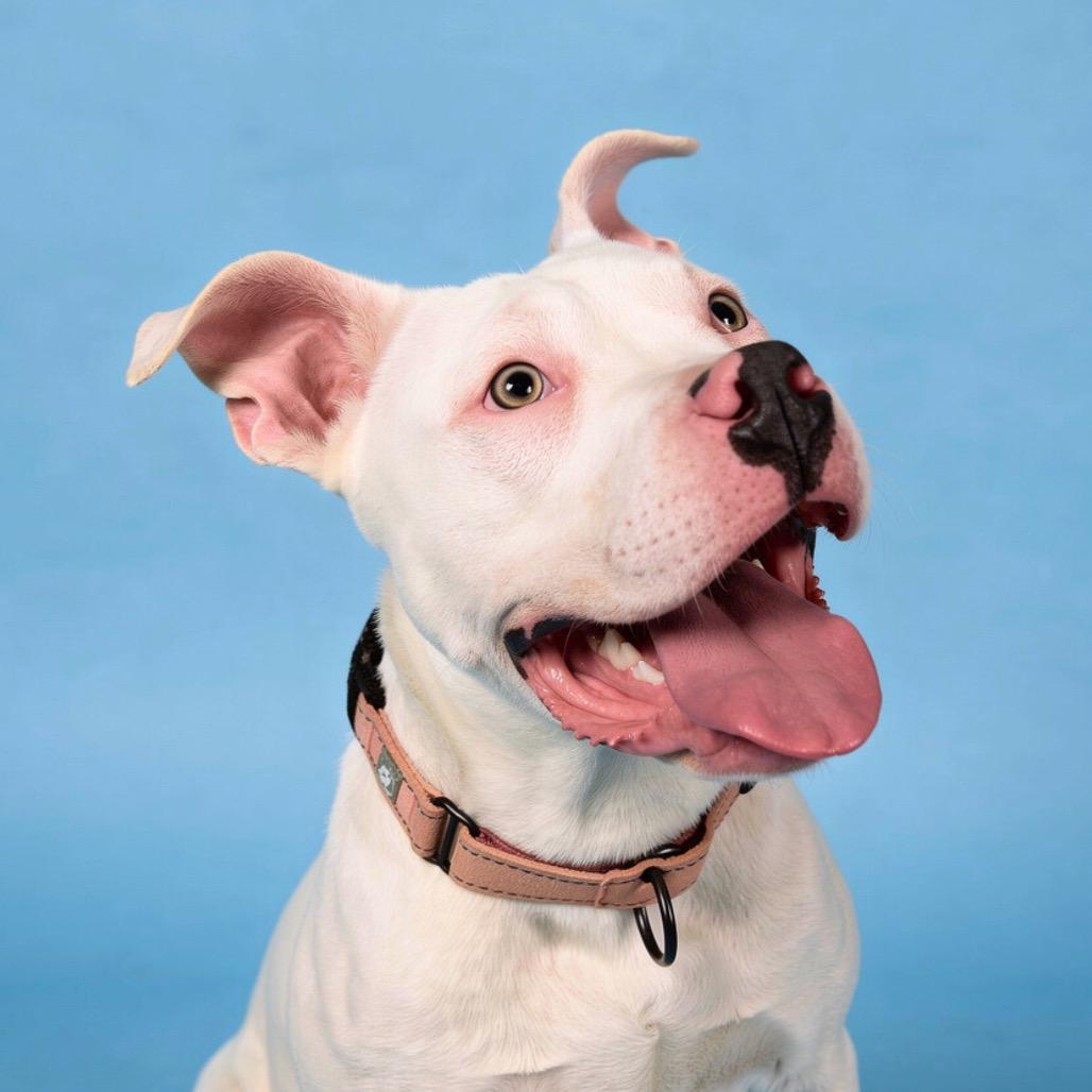 Enlarge Prancer, a Adoptable Mixed Breed in Bangall, NY image 2/3