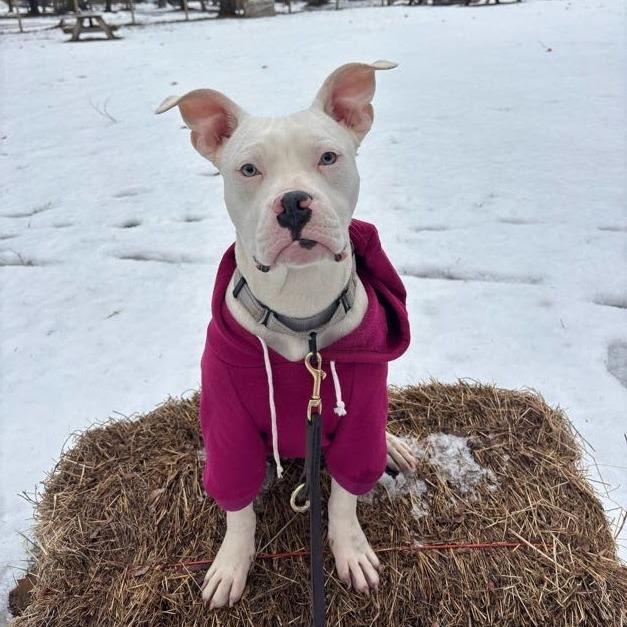 Enlarge Tiny Dancer, a Adoptable Mixed Breed in Bangall, NY image 4/5