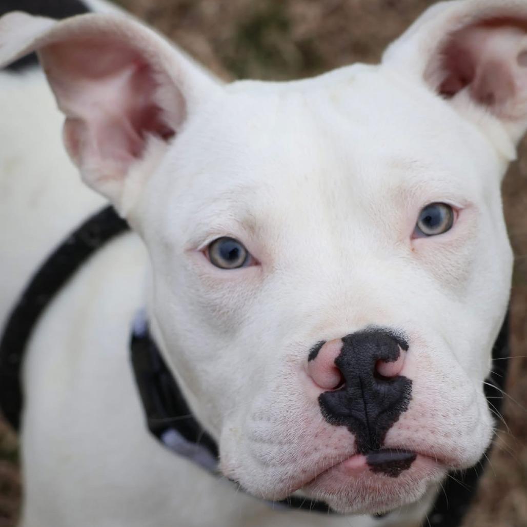 Prancer, Adoptable, Young Male Mixed Breed.