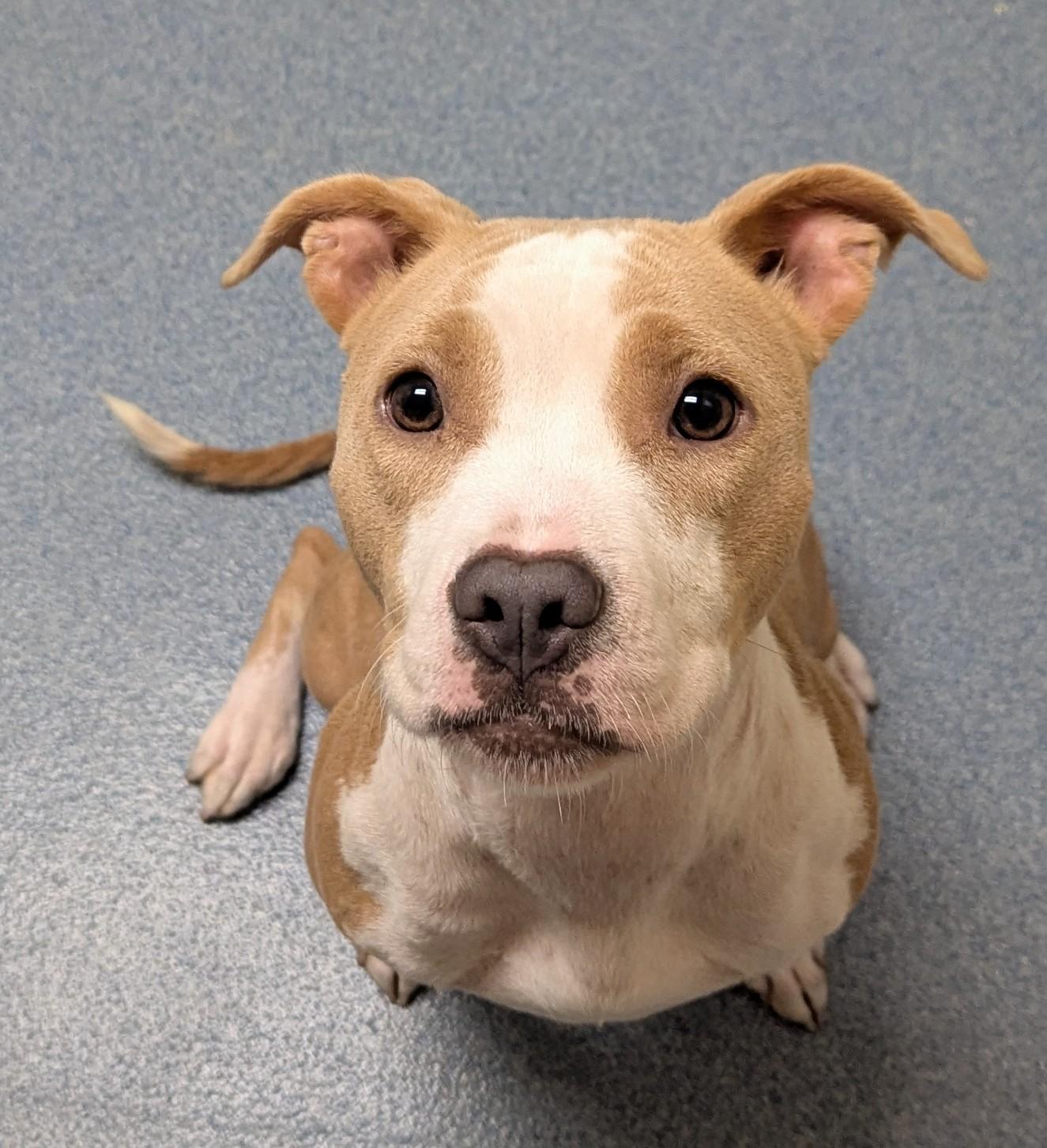 Enlarge Talula, a ADOPTABLE mixed breed in Suffolk, VA image 2/3