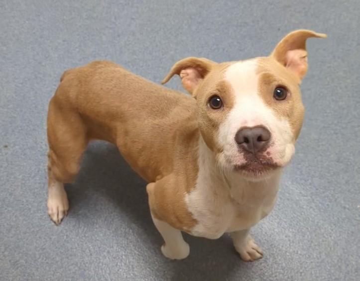 Enlarge Talula, a ADOPTABLE mixed breed in Suffolk, VA image 3/3