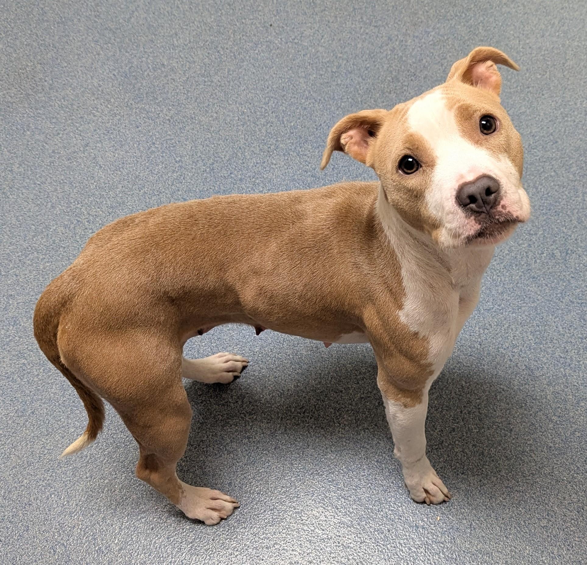 Talula, ADOPTABLE, Young Female Pit Bull Terrier.
