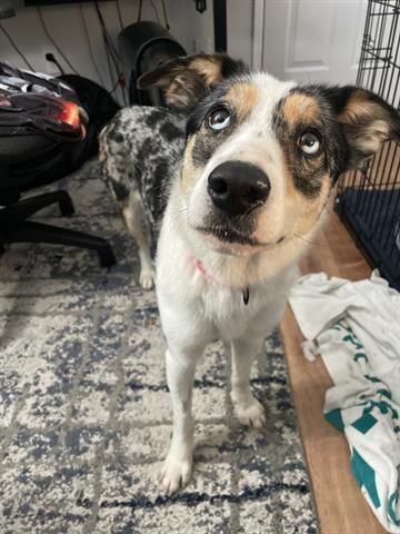 MISTELTOE, Adoptable, Young Female Australian Shepherd & Mixed Breed.