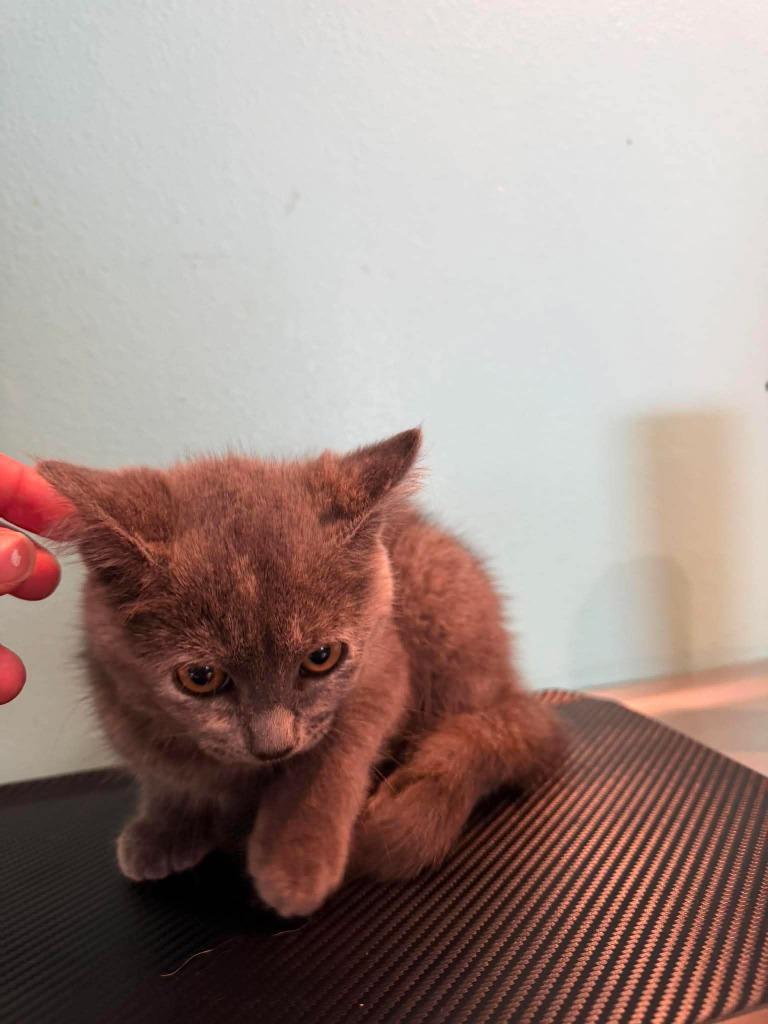 T10 Meowth, Adoptable, Kitten Female Domestic Short Hair.