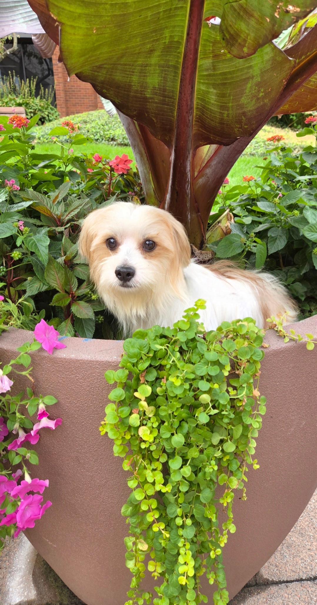 Georgie, a Adoptable mixed breed in Bridgeton, MO image 4/5