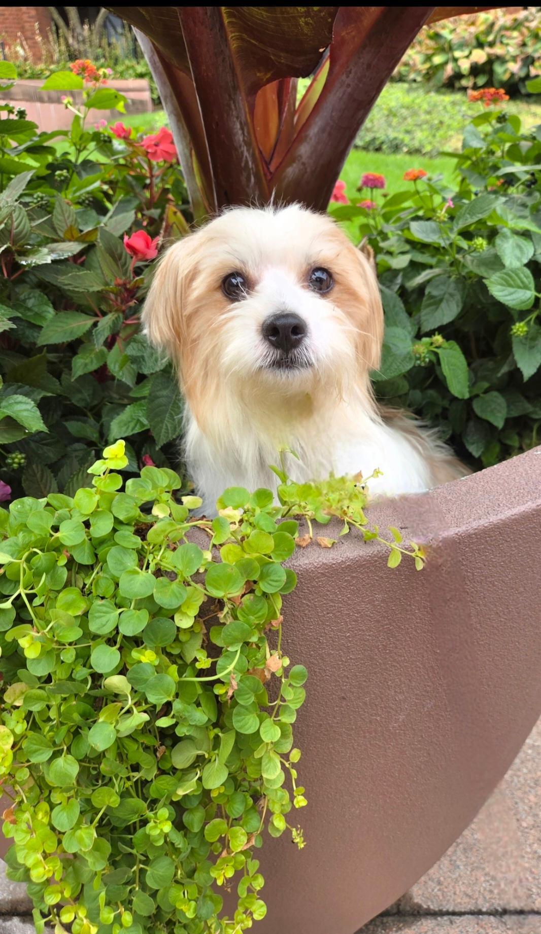 Georgie, a Adoptable mixed breed in Bridgeton, MO image 5/5