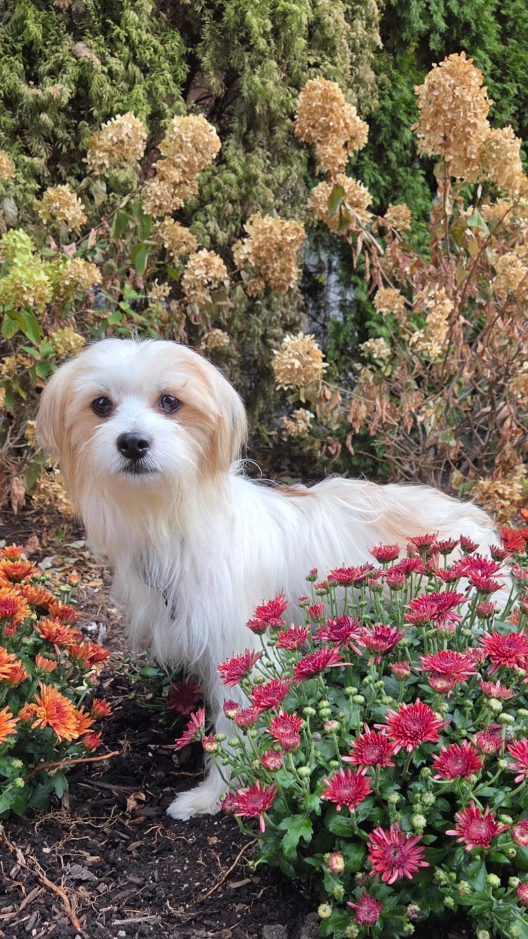 Georgie, Adoptable, Young Male Yorkshire Terrier & Terrier.