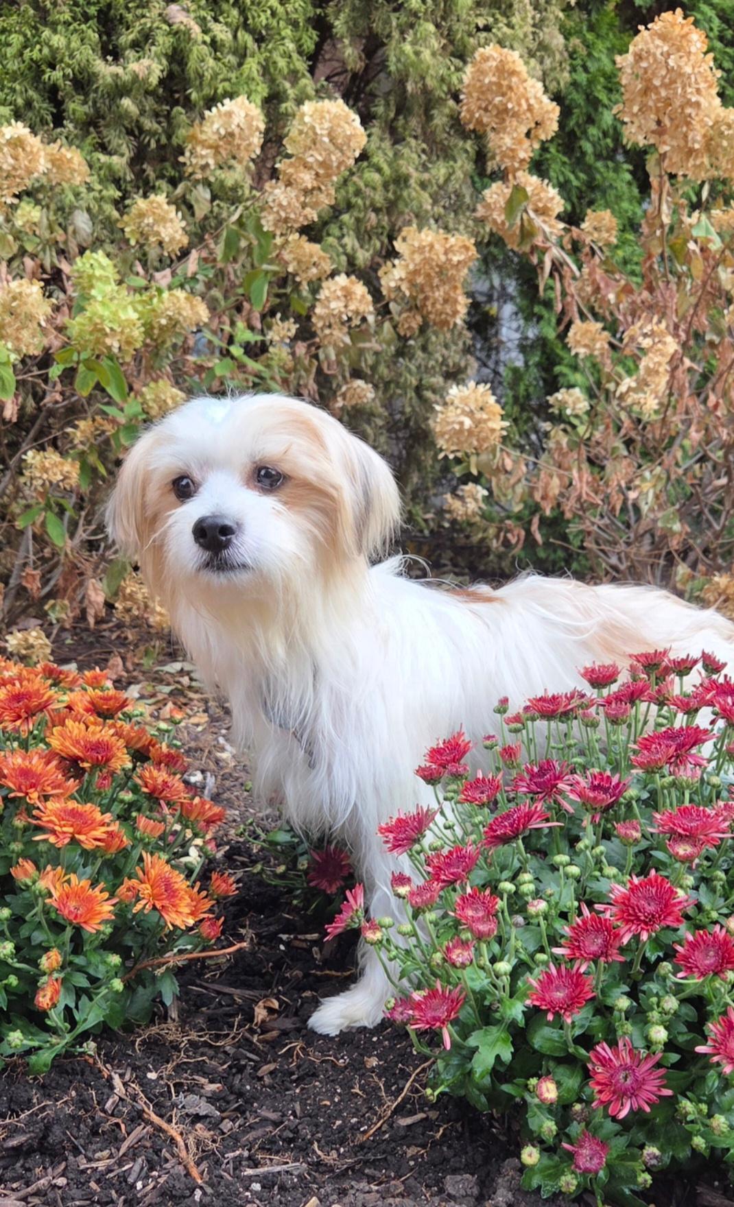 Georgie, a Adoptable mixed breed in Bridgeton, MO image 3/5