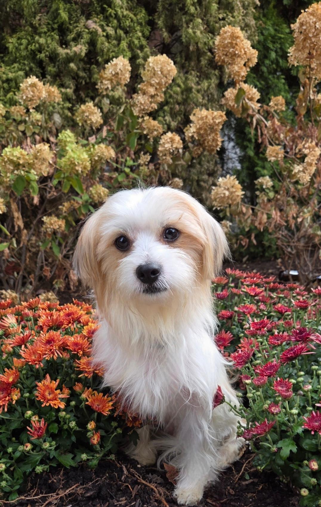 Georgie, a Adoptable mixed breed in Bridgeton, MO image 2/5