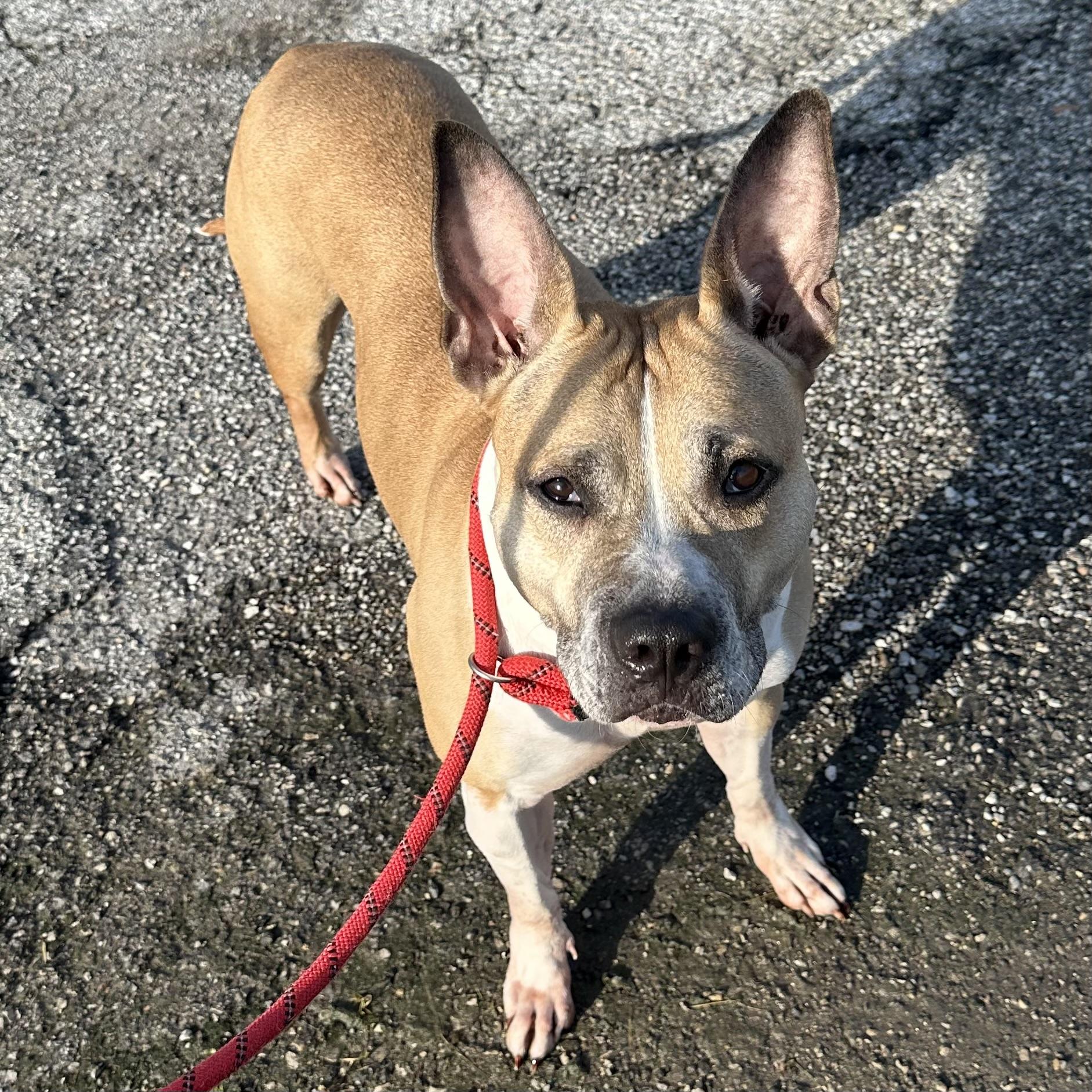 Ruth, a Adoptable mixed breed in Trenton, MO image 1/4