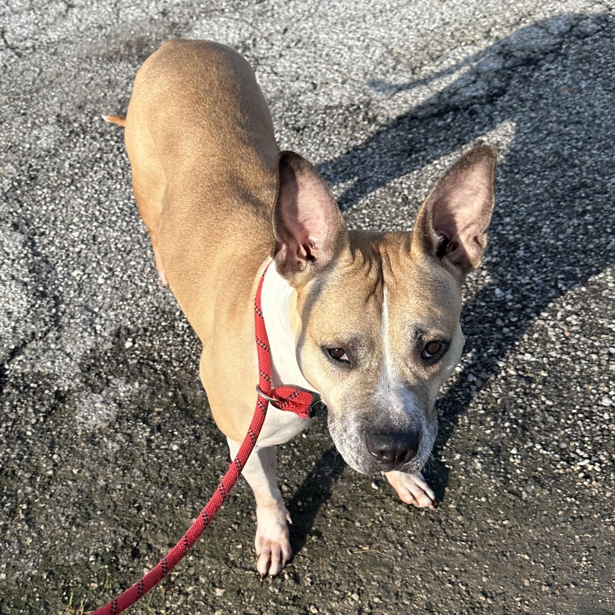 Ruth, a Adoptable mixed breed in Trenton, MO image 2/4