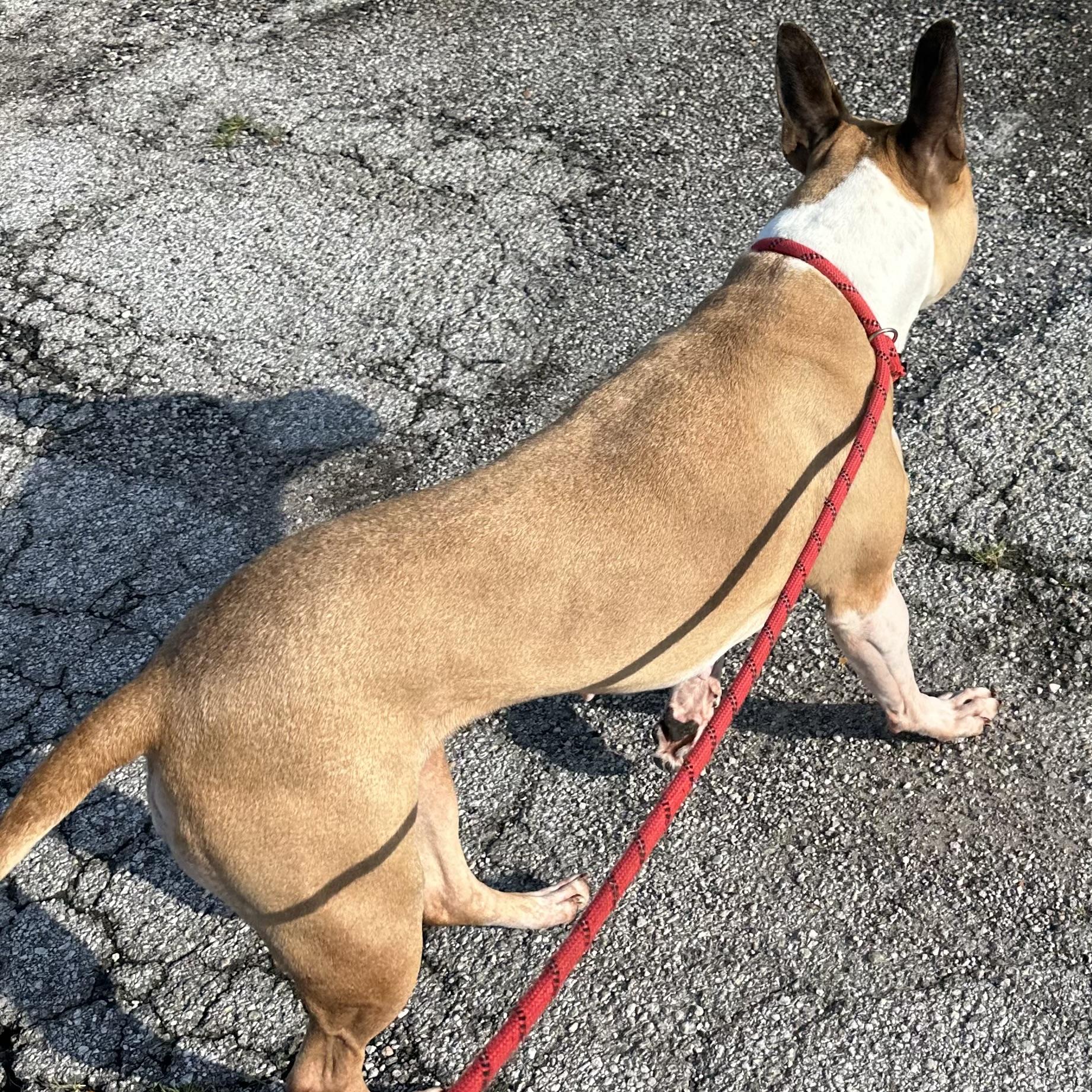 Ruth, a Adoptable mixed breed in Trenton, MO image 3/4