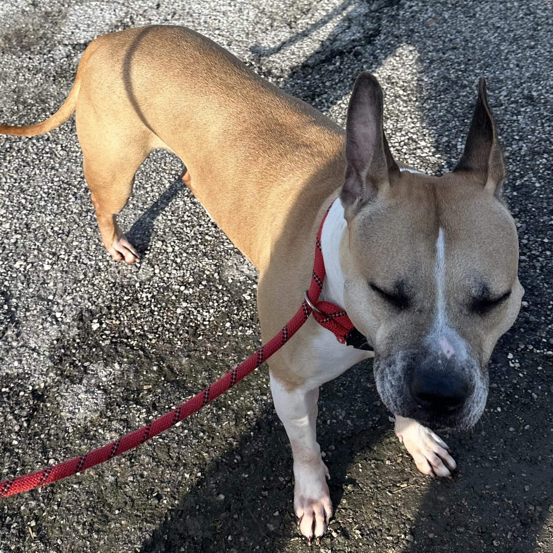 Ruth, a Adoptable mixed breed in Trenton, MO image 4/4