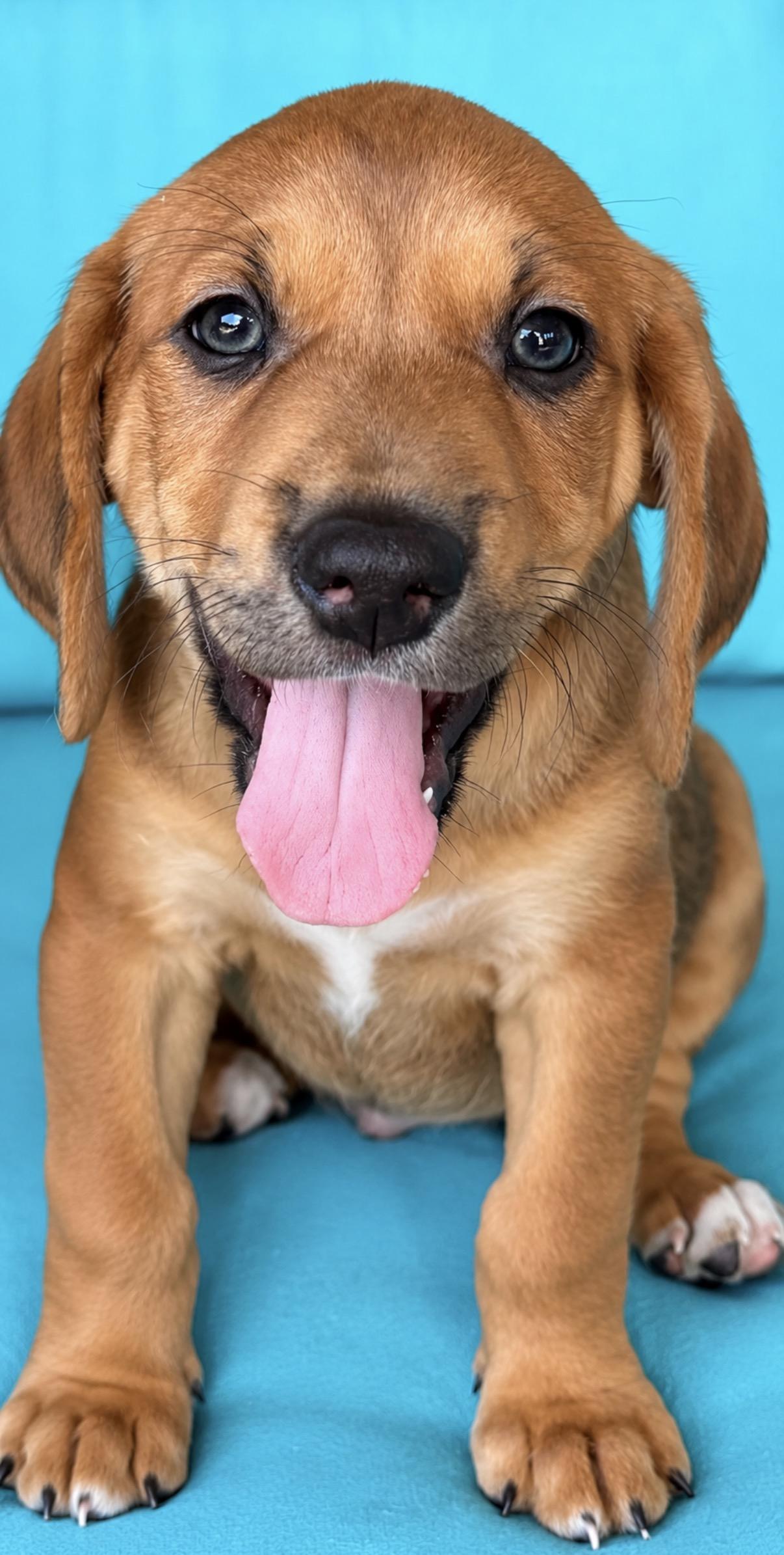 Enlarge Jett, a Adoptable mixed breed in Scottsdale, AZ image 3/3