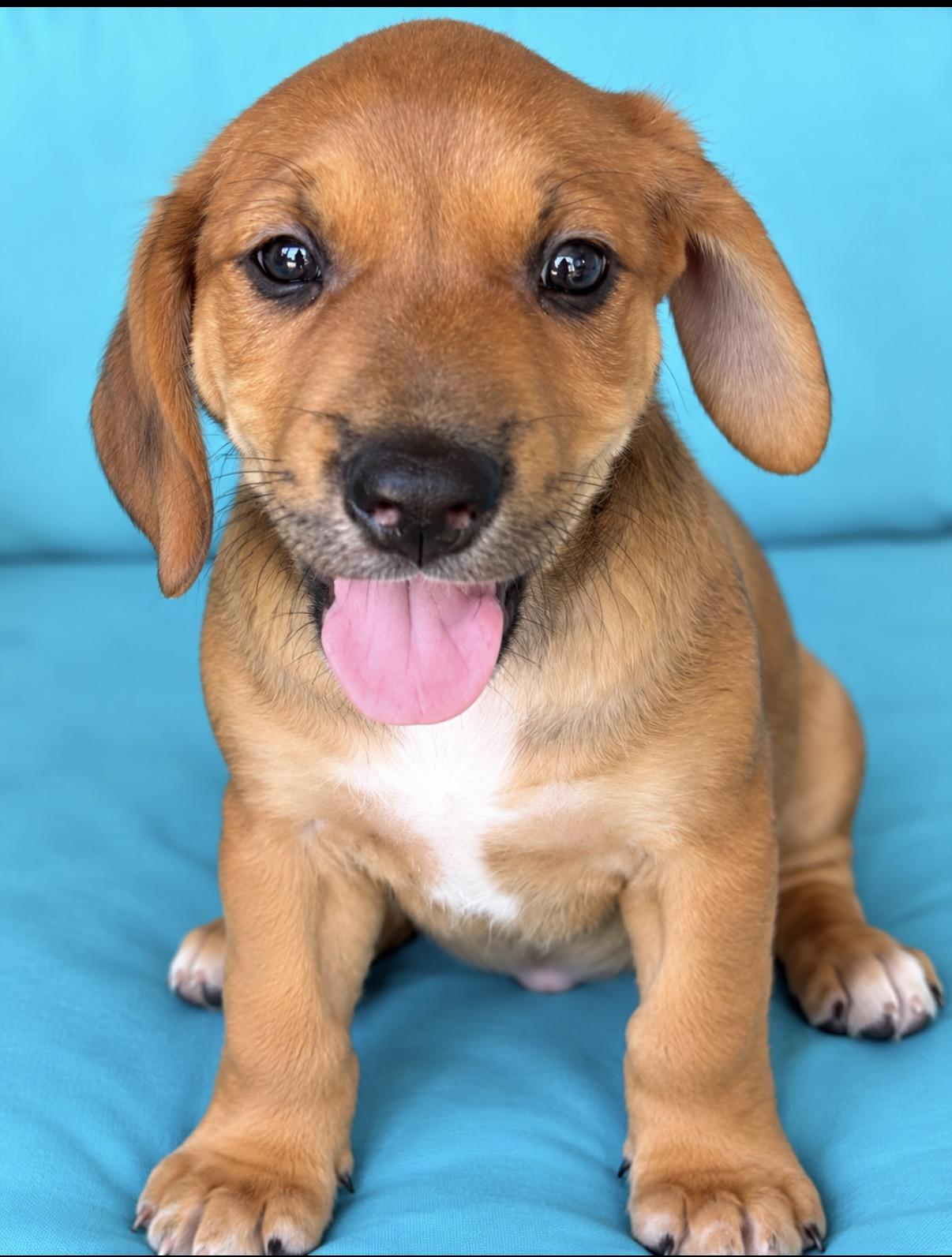 Enlarge Jett, a Adoptable mixed breed in Scottsdale, AZ image 2/3