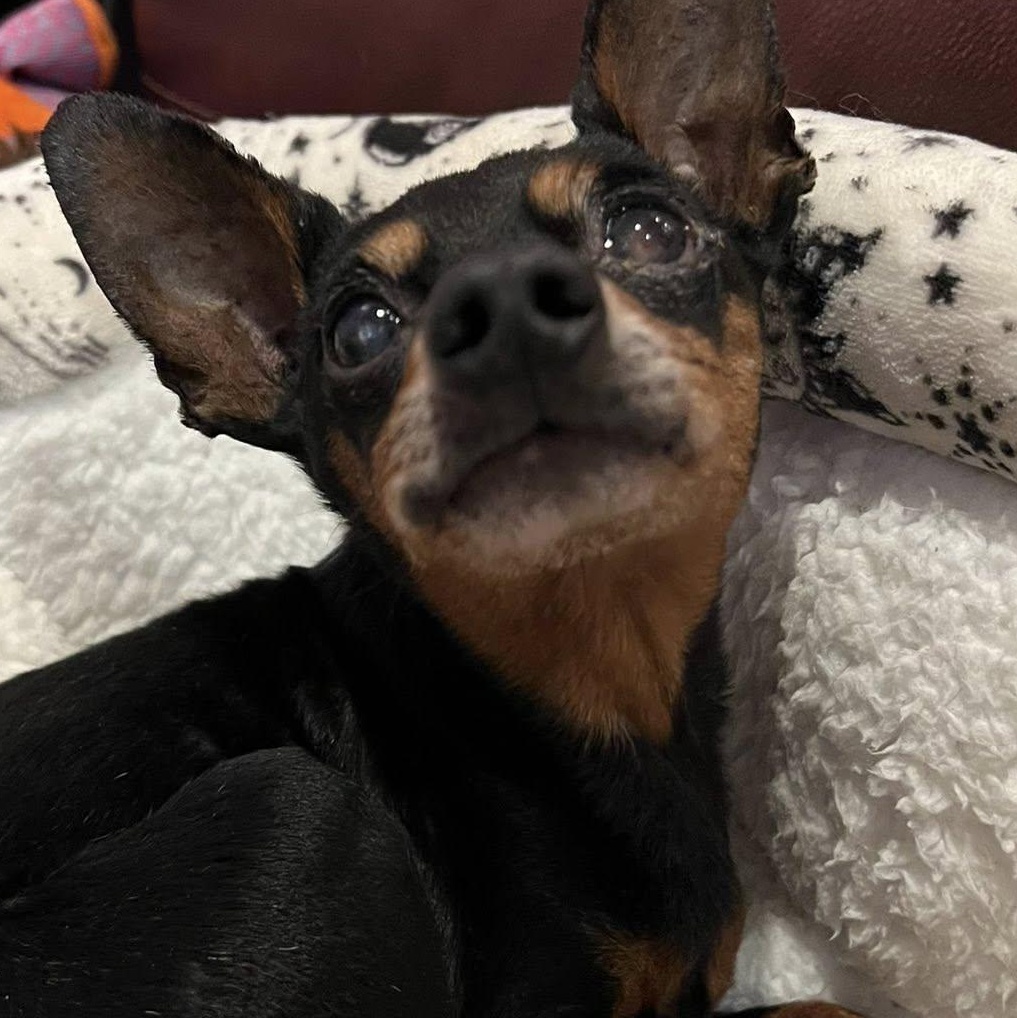 Zipper, an adoptable Miniature Pinscher in Rockville, MD image 3/5