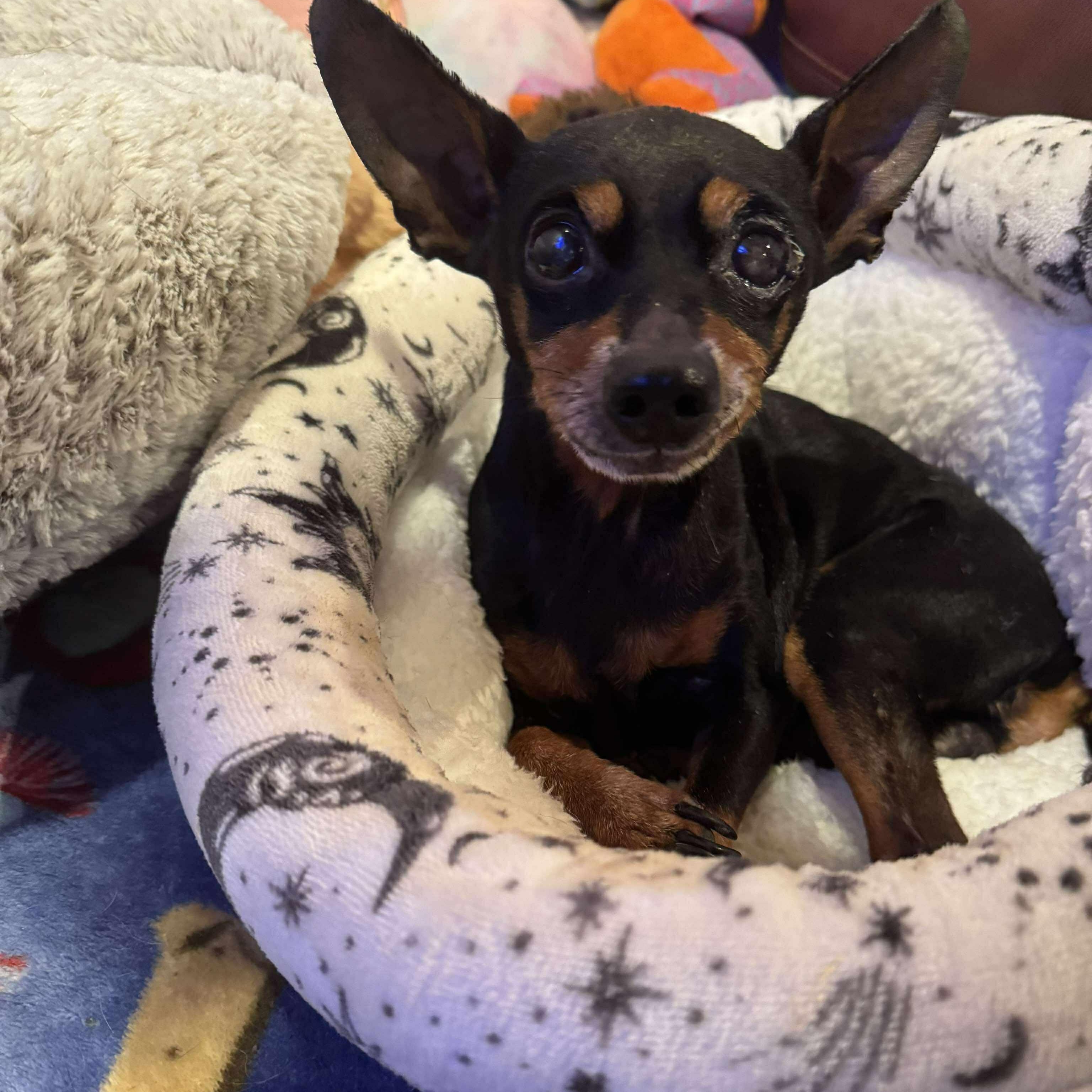 Zipper, an adoptable Miniature Pinscher in Rockville, MD image 4/5