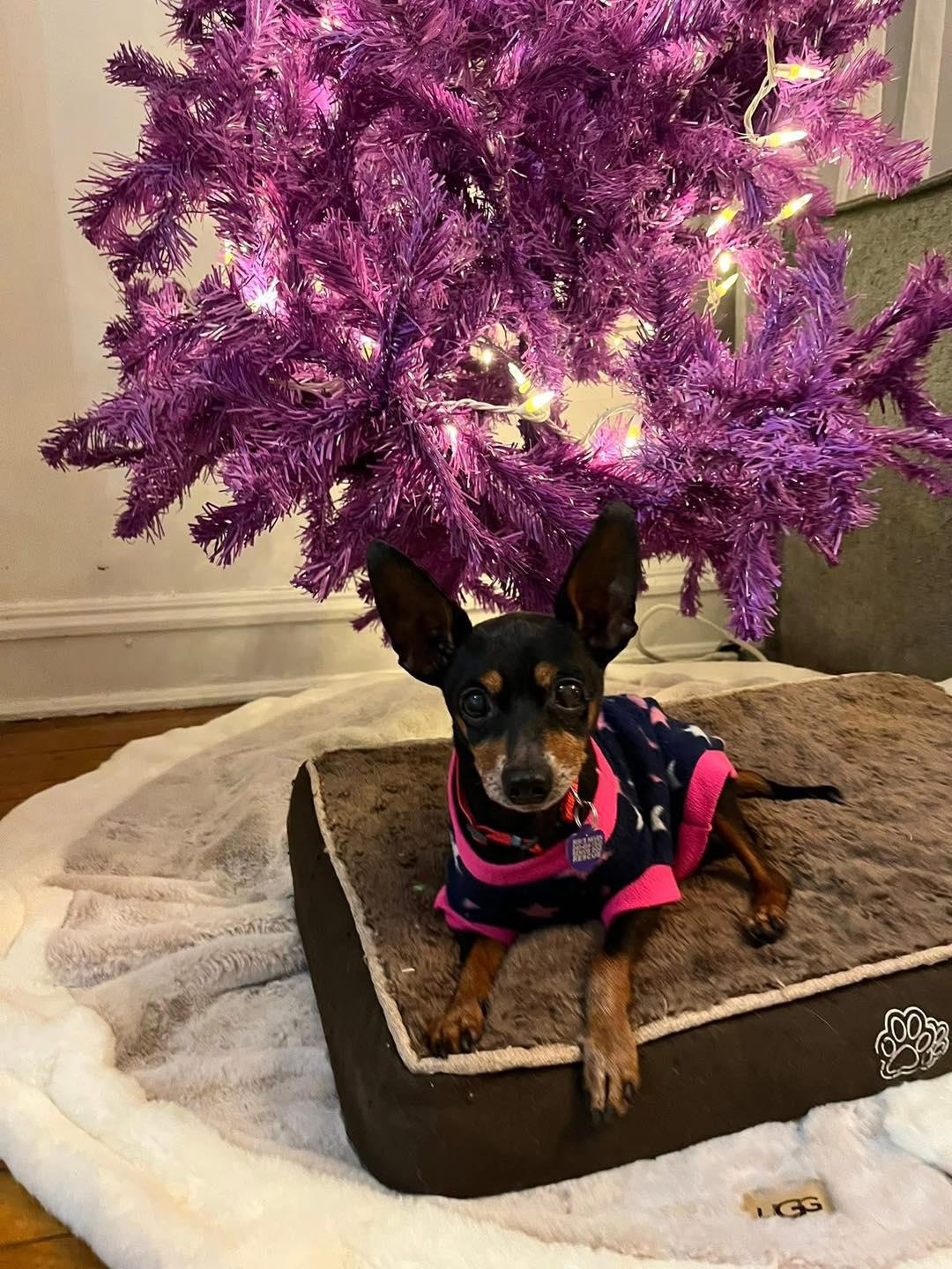 Zipper, an adoptable Miniature Pinscher in Rockville, MD image 1/5