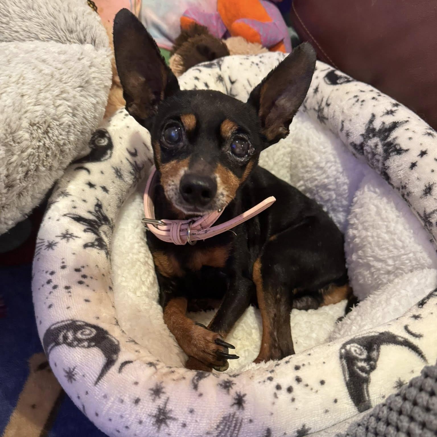 Zipper, adoptable, Senior Male Miniature Pinscher.