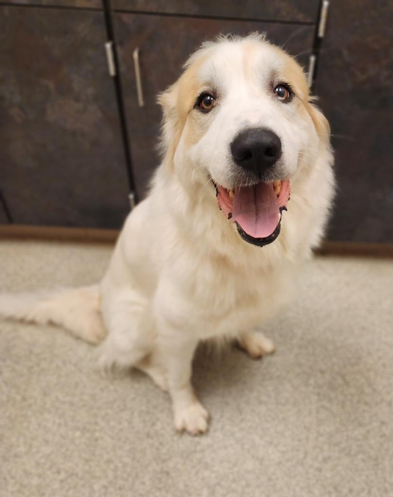 Enlarge Polaris, a Adoptable Great Pyrenees in Superior, WI image 1/1