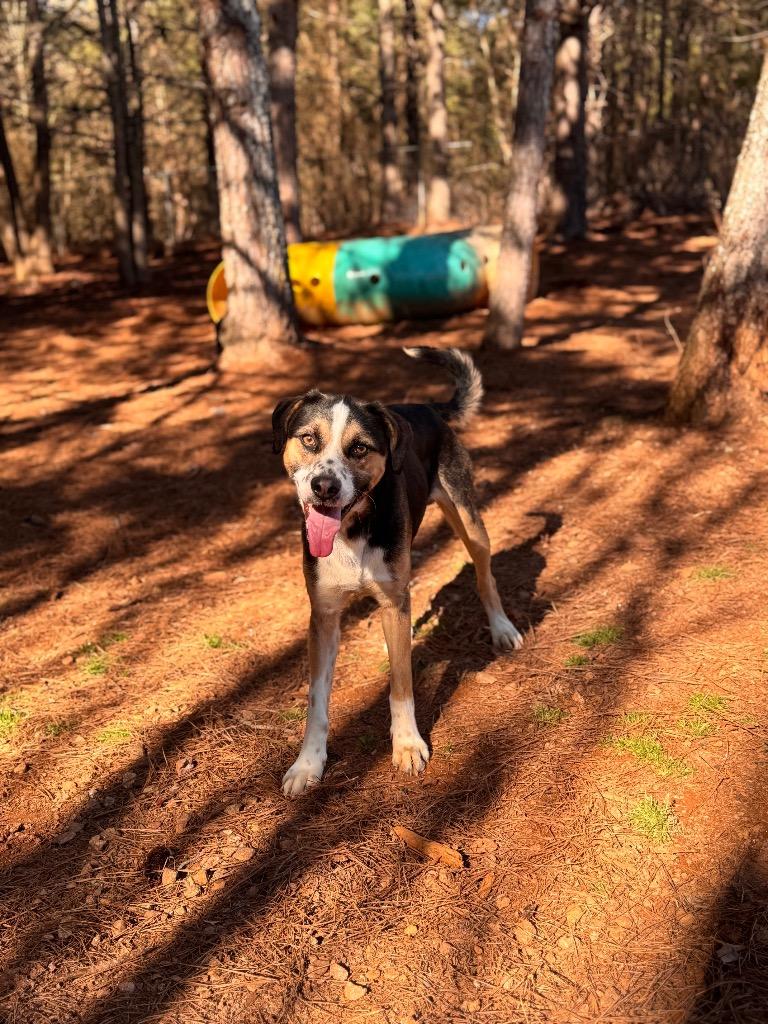 Dallas, Adoptable, Young Male Mixed Breed.