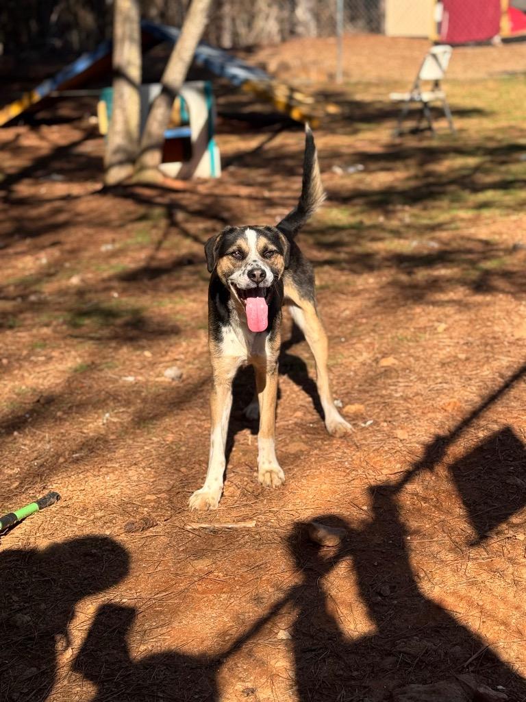 Enlarge Dallas, a Adoptable Mixed Breed in Danielsville, GA image 2/5