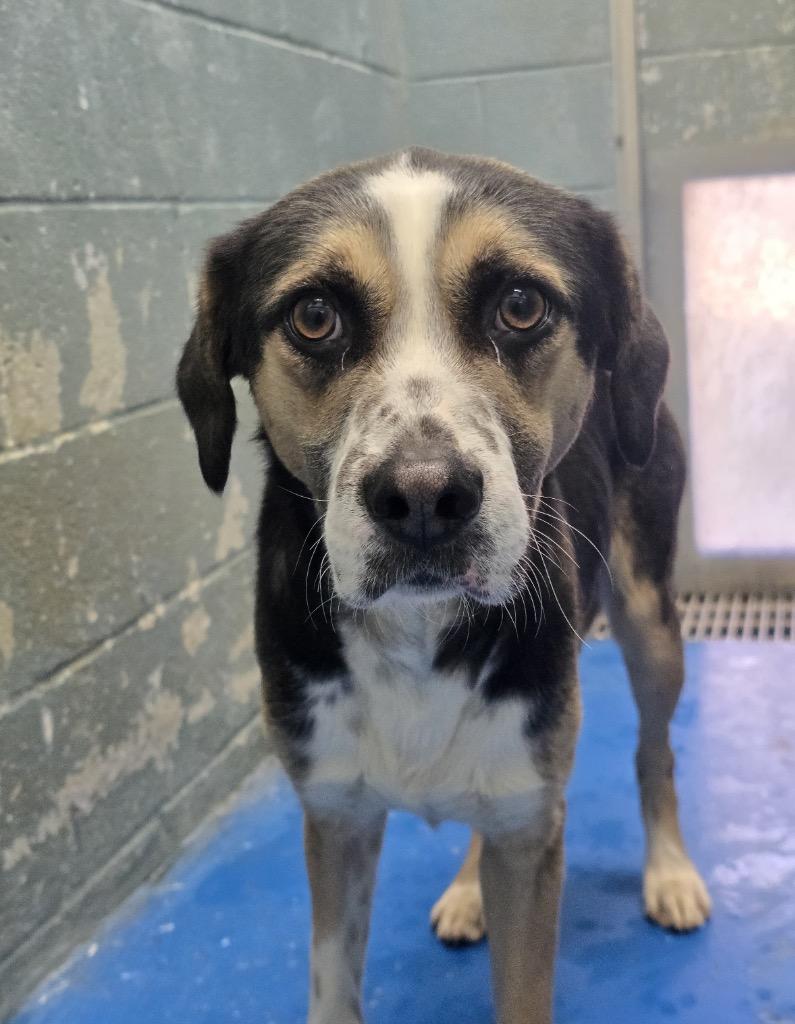 Enlarge Dallas, a Adoptable Mixed Breed in Danielsville, GA image 3/5