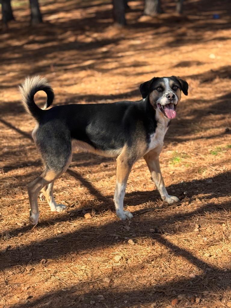 Enlarge Dallas, a Adoptable Mixed Breed in Danielsville, GA image 4/5