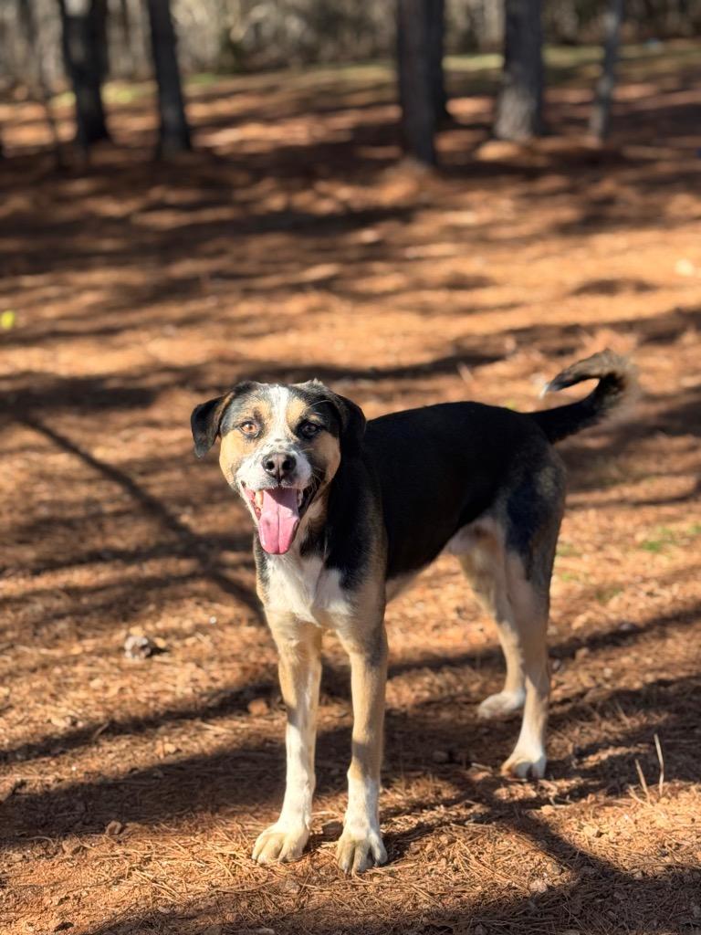 Enlarge Dallas, a Adoptable Mixed Breed in Danielsville, GA image 5/5