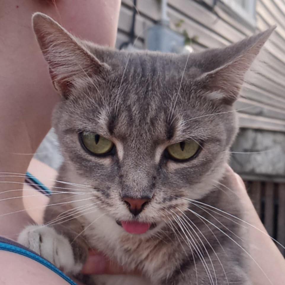 Enlarge Meowly Cyrus, a Adoptable Domestic Short Hair in Winchester, VA image 2/2