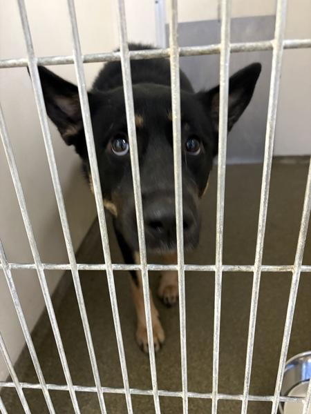 Enlarge Janice, a Adoptable mixed breed in Vancouver, WA image 1/2