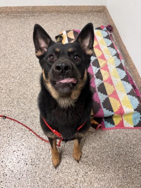 Enlarge Janice, a Adoptable mixed breed in Vancouver, WA image 2/2