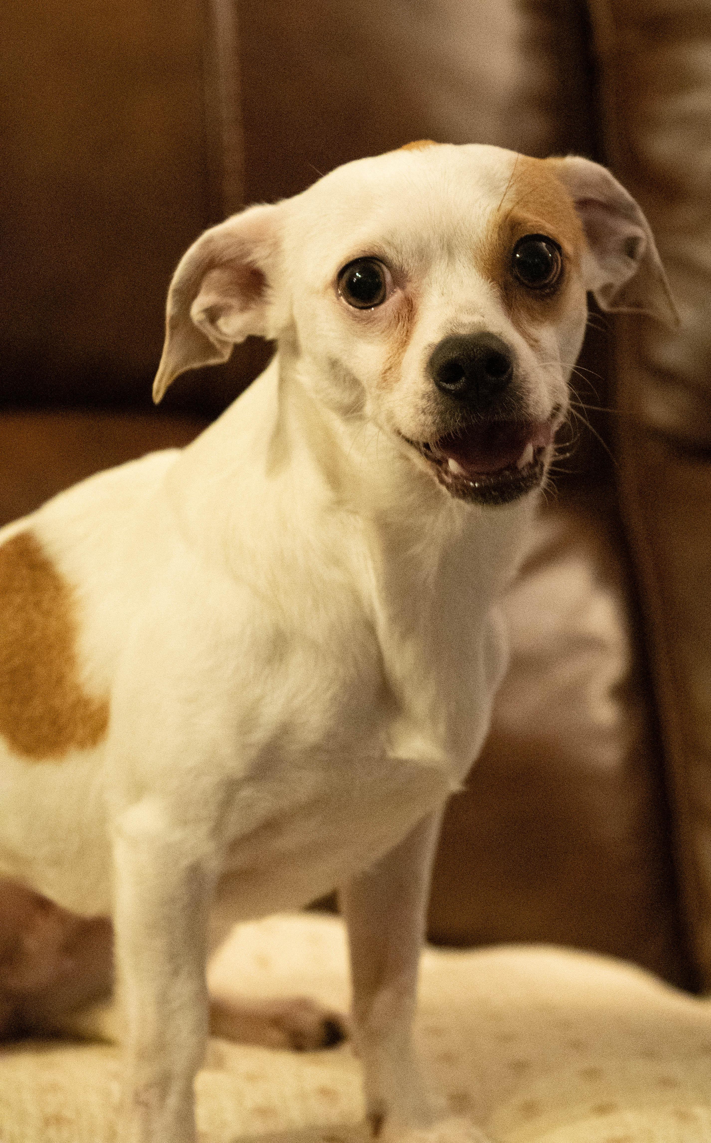 Enlarge Lucy, a ADOPTABLE mixed breed in Conyers, GA image 1/3