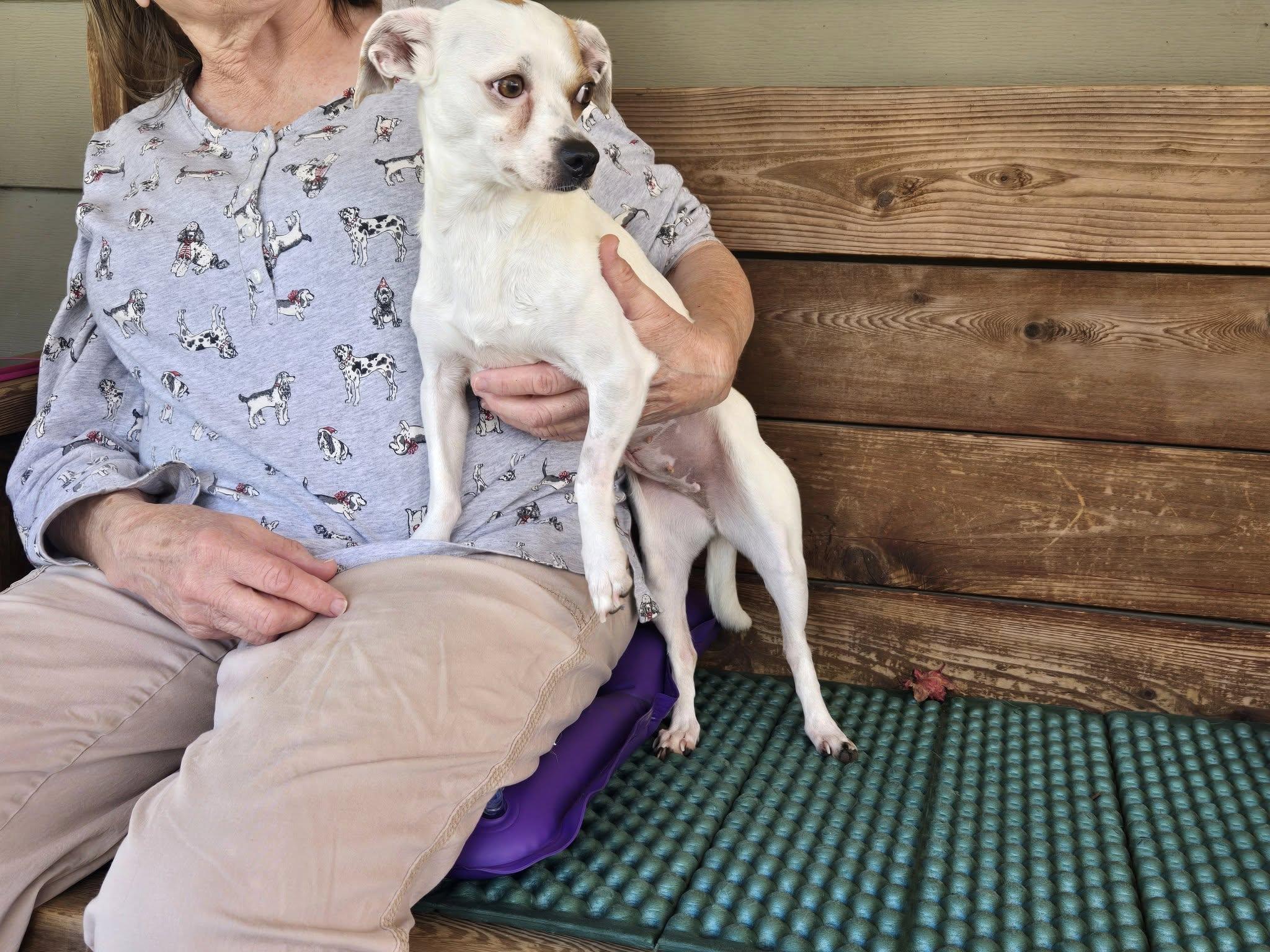 Enlarge Lucy, a ADOPTABLE mixed breed in Conyers, GA image 2/3